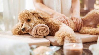 Woman giving body massage to a dog. Spa still life with aromatic candles, flowers and towel.