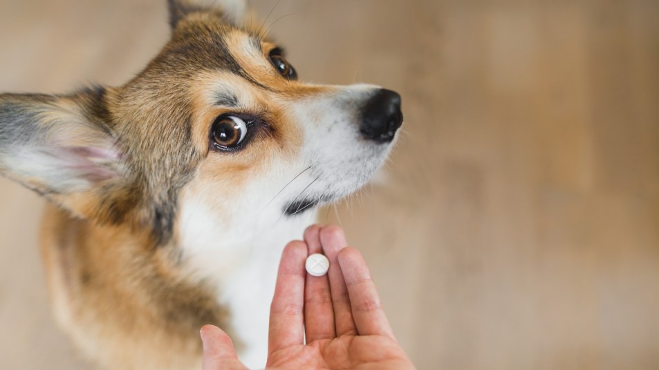 Welsh corgi pembroke sick dog receiving a medifaction in a pill, lookng to the camera. hand with a pill and a dog. owner giving a pill to a dog.
