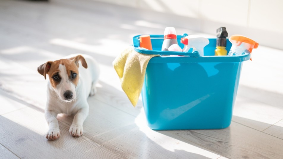 A smart, calm puppy lies next to a blue bucket of cleaning products in the kitchen. A set of detergents and a rag for home cleaning and a small dog on a wooden floor in the apartment. No people.