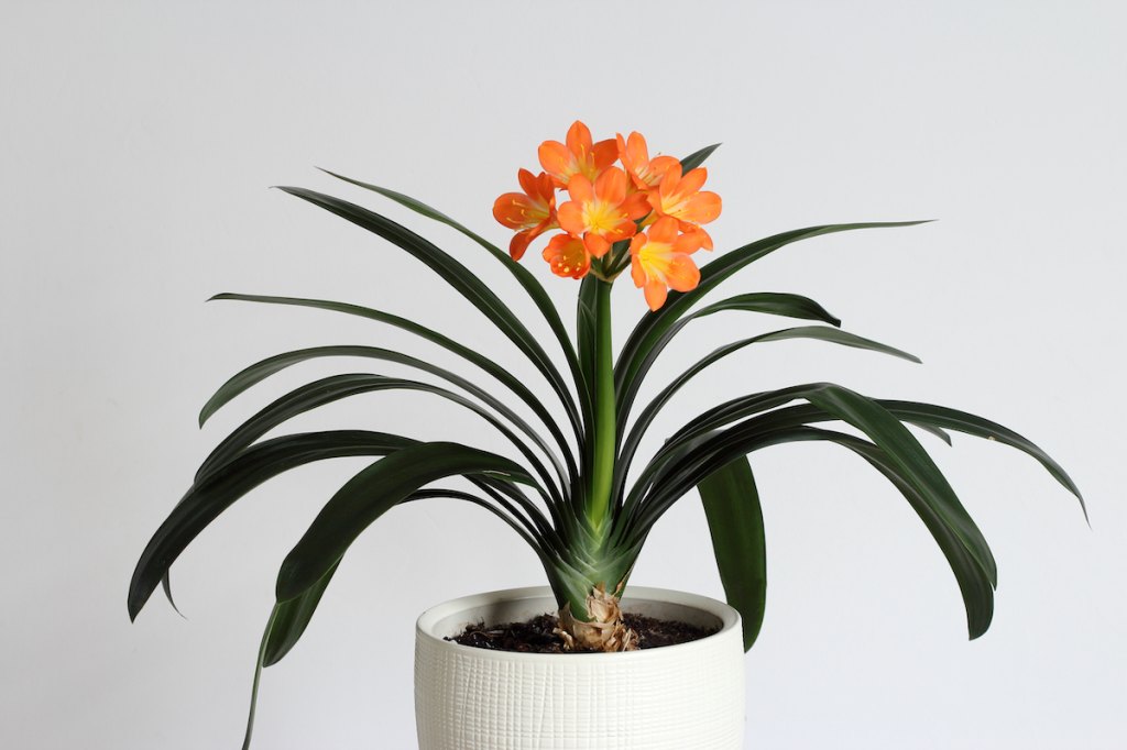 Clivia plant in pot
