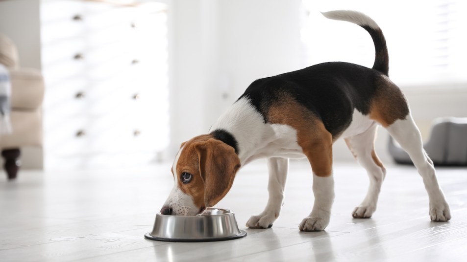 Beagle dog eating food from bowl