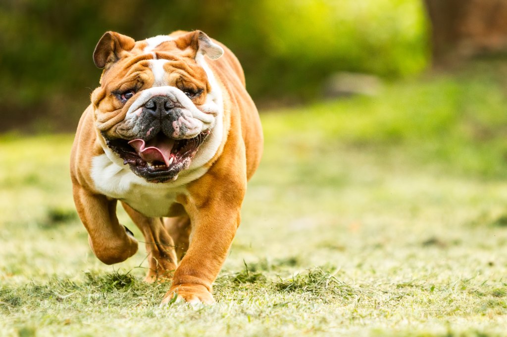 Purebred,English,Bulldog,Moving,Toward,The,Camera,Wrinkled,Face,Close