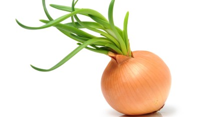 sprouted onion on white background