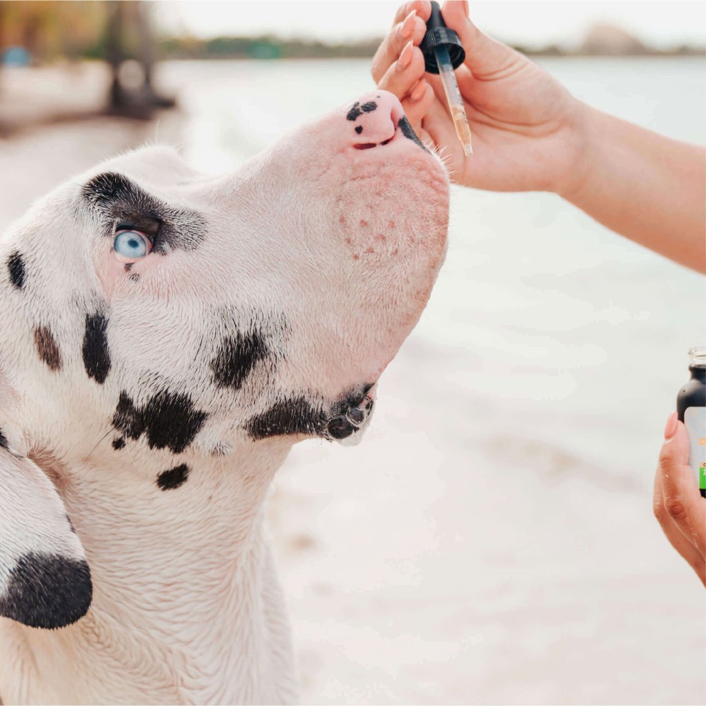 9.-Full-Spectrum-CBD-Oil-for-Dogs-From-Veritas-Farms