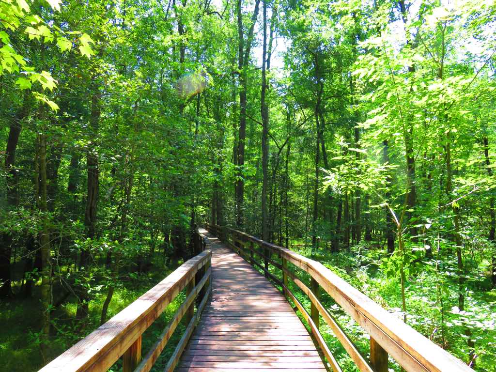 Boardwalk,In,Congaree,National,Park