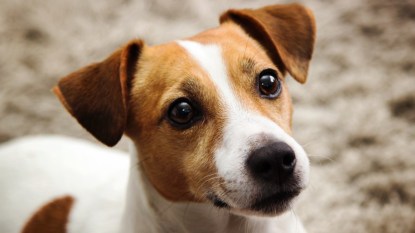 Close-up of intelligent Jack Russell Terrier showing dognition