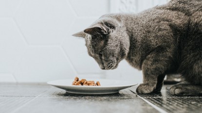 A cat who is a picky eater