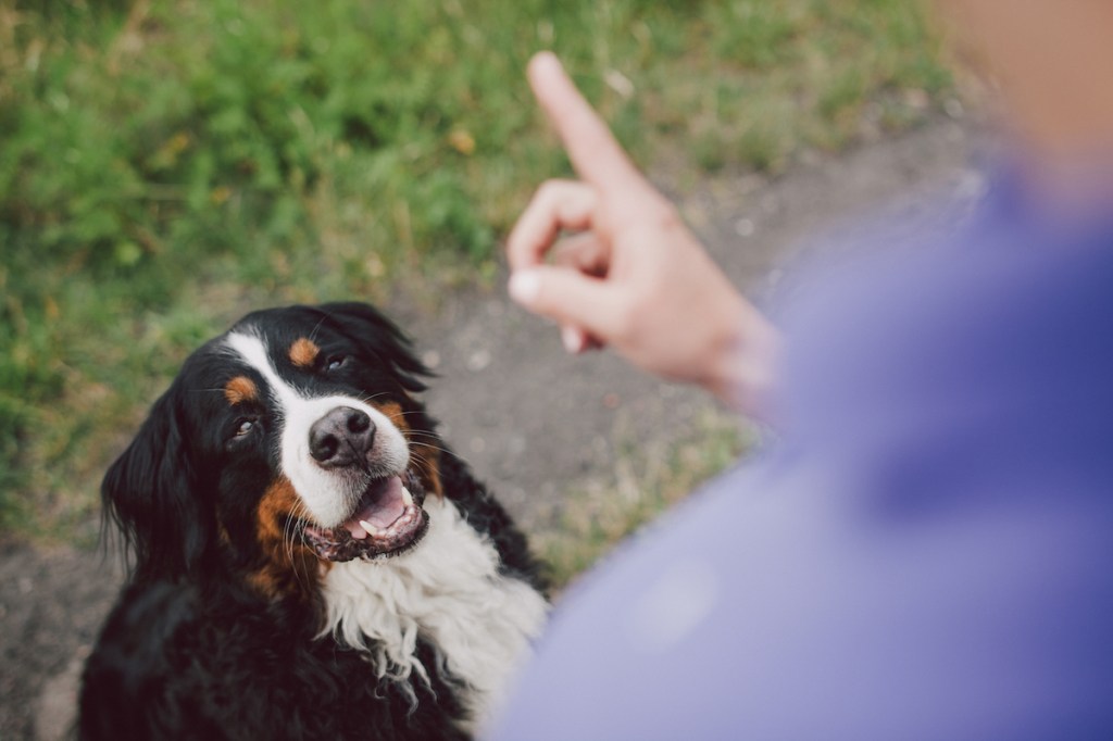 Woman pointing her finger to dog