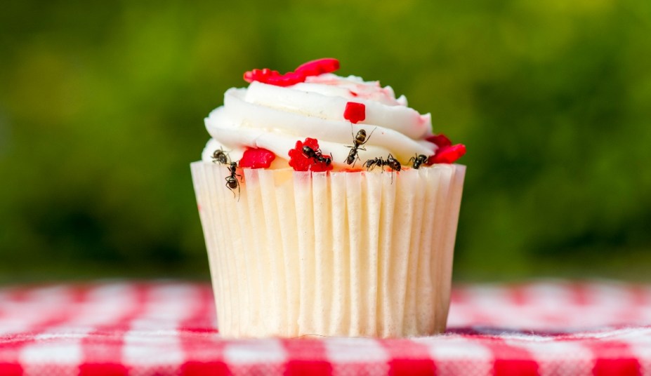 Ants on a cupcake, bug proof your yard