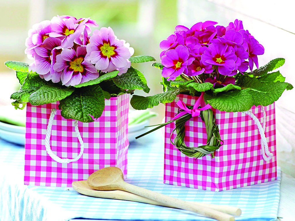 Primula acaulis in pink and white checked gift bag