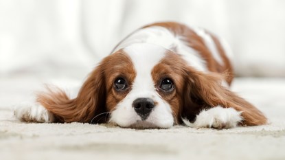 Sad pure-bred dog, puppy Cavalier King Charles Spaniel on floor