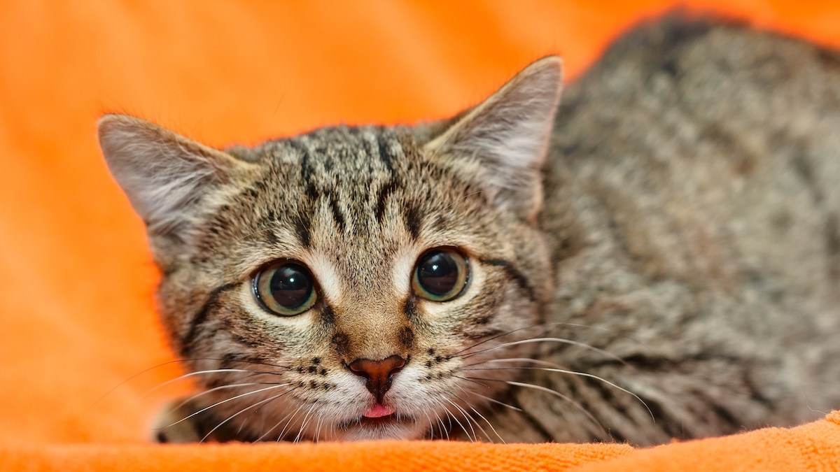 A Guide to Cat Body Language | Woman's World
