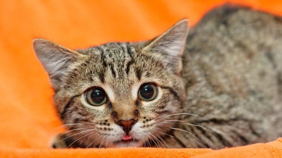 Cat with dilated pupils and tongue slightly out