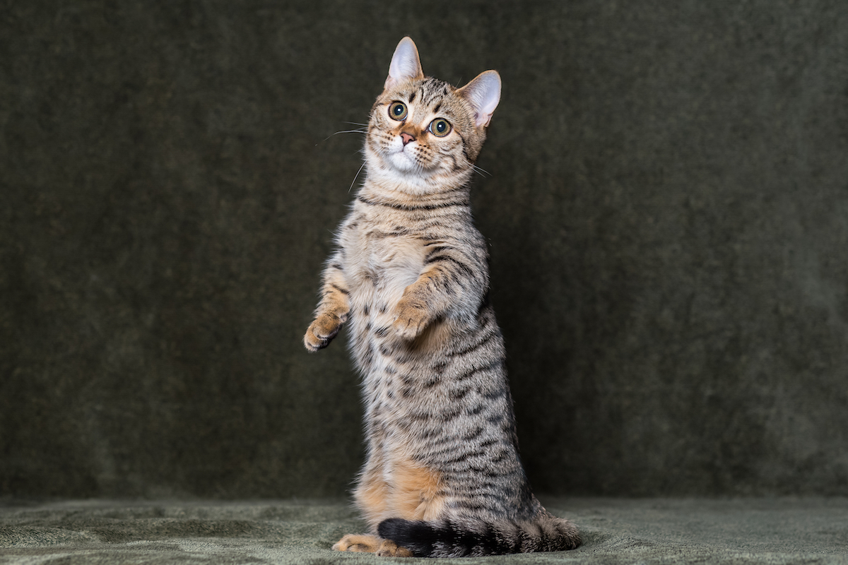 Cat standing on hind legs