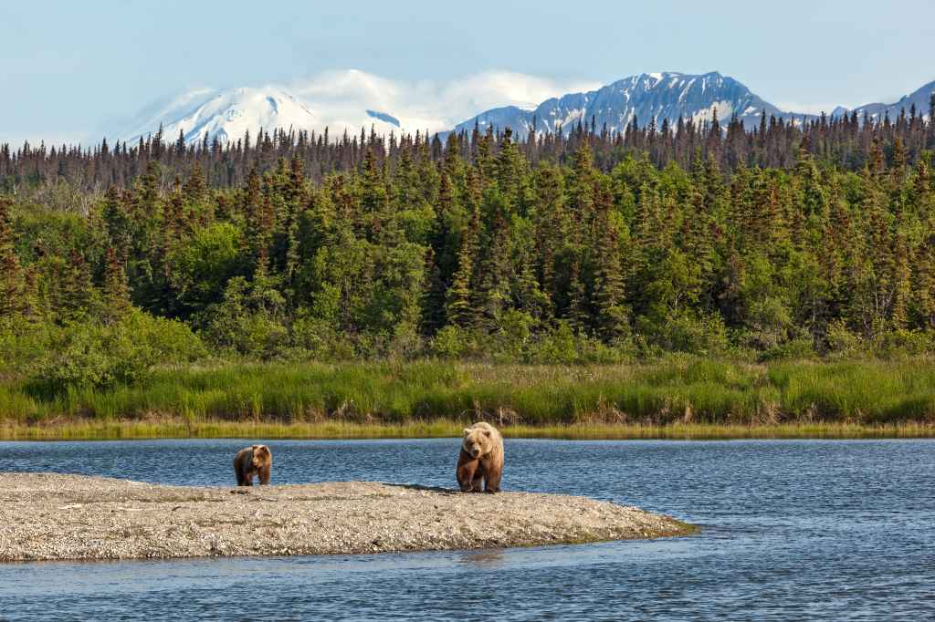 Grizly,Bears,At,Katmai,National,Park,,Alaska,,Usa