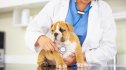 Cropped shot of a vet trying to listen to a bulldog puppys heartbeat.