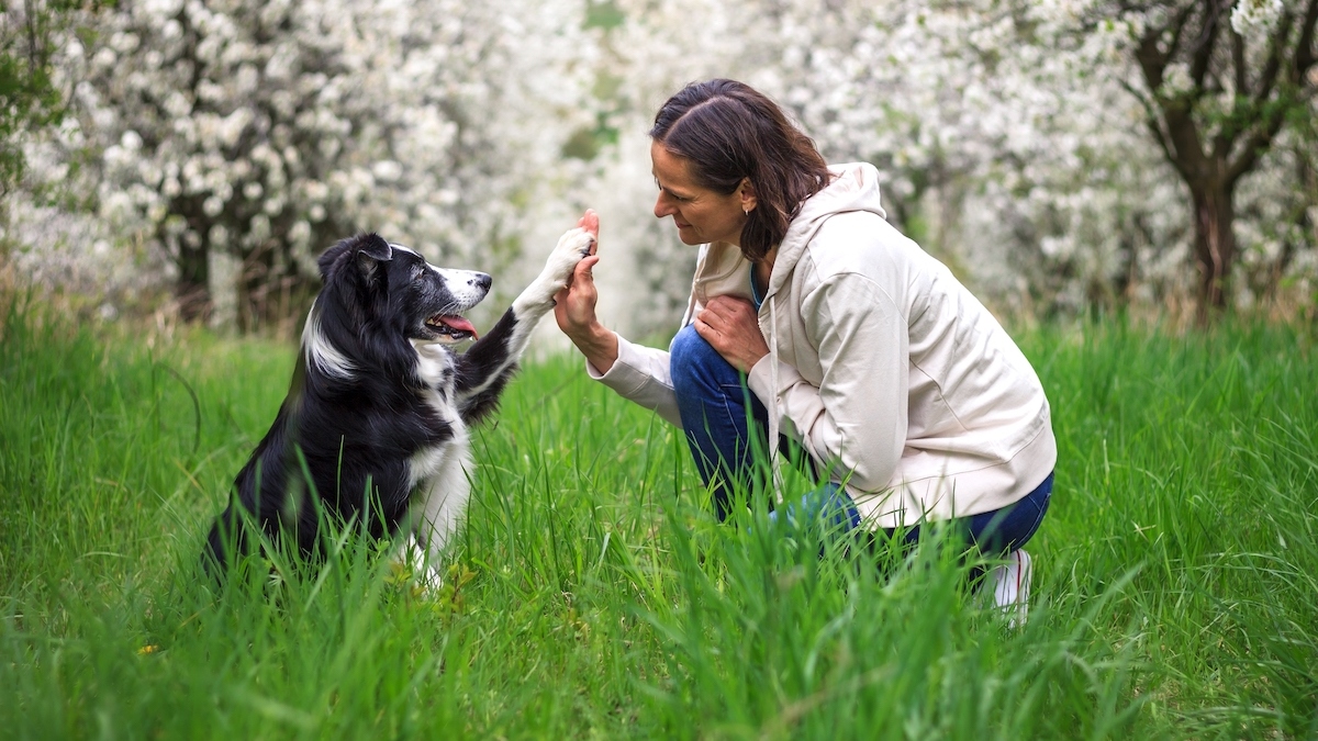 Dogs Need Cognitive Stimulation To Stay Healthy — These 5 Activities Can Help