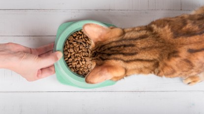 A hand with a bowl of food holds out food to a cat. Feeding a domestic cat