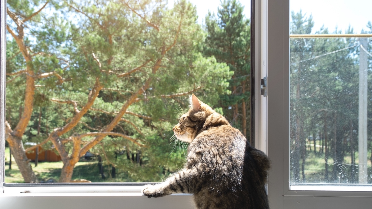 Indoor Cats Need Outdoor Simulations — Do These 5 Things To Prevent “Cooped Up Cat” Behaviors