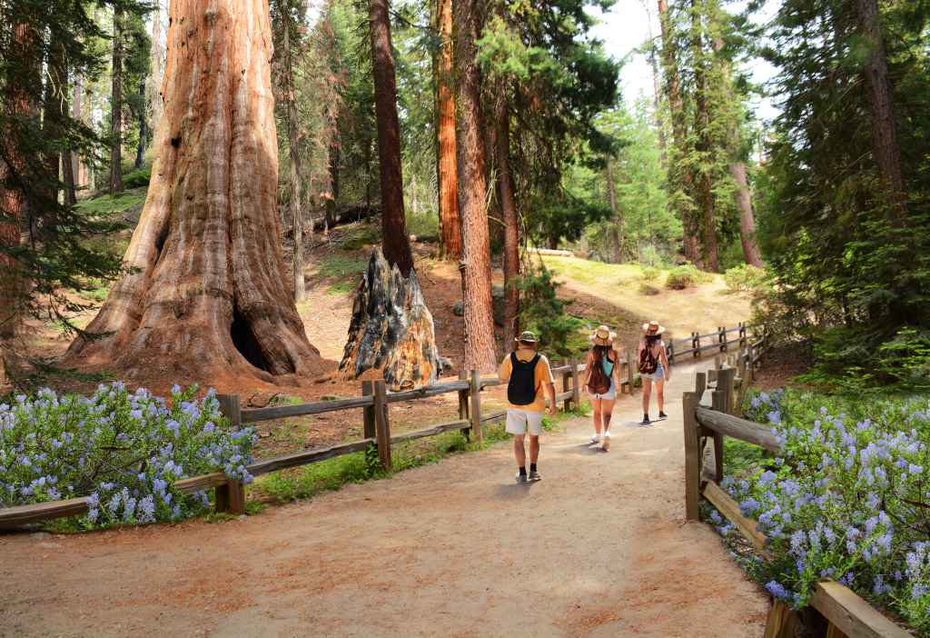 People,On,Hiking,Trip,In,The,Forest.,Family,Hiking,On