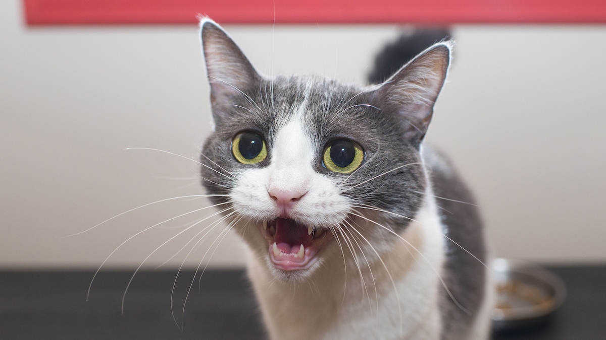 What Do Your Cat’s Meows Actually Mean? A Cat Language Expert Has the Answer
