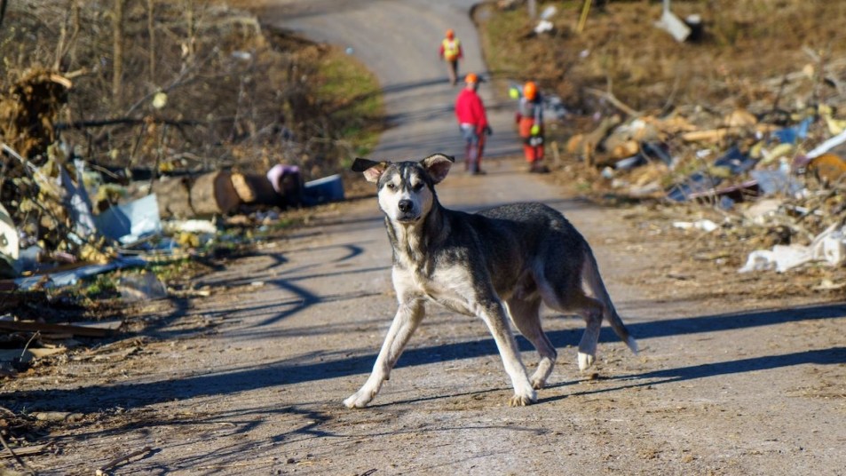 A dog is seen in a heavily damaged subdivision on Monday, December 13th, after a tornado swept through multiple states on December 11, 2021 near Benton, Kentucky. The area was hit hard by multiple tornadoes resulting in widespread damage and fatalities. Tornado Damage: Benton, Kentucky, USA, United States - 13 Dec 2021
