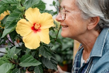 Older woman smelling a yellow hibiscus flower