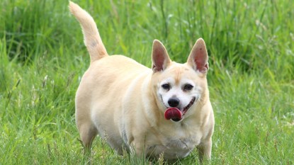 Small chubby dog standing in grass panting