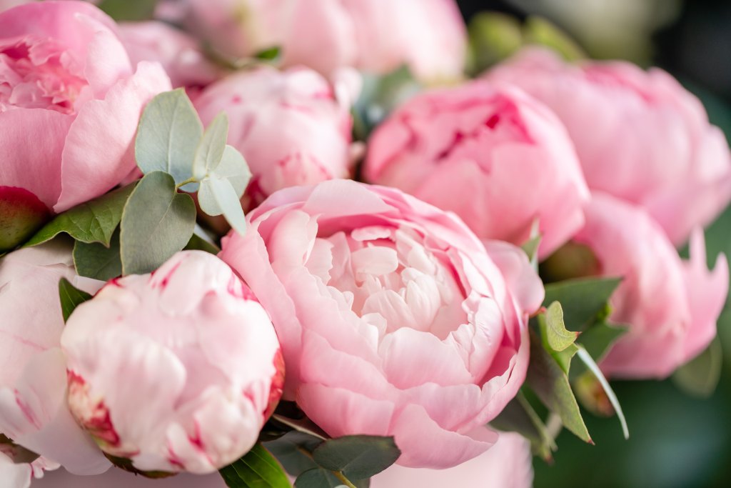 Close-up,Of,Flowers,Pink,Peonies,.,Beautiful,Peony,Flower,For