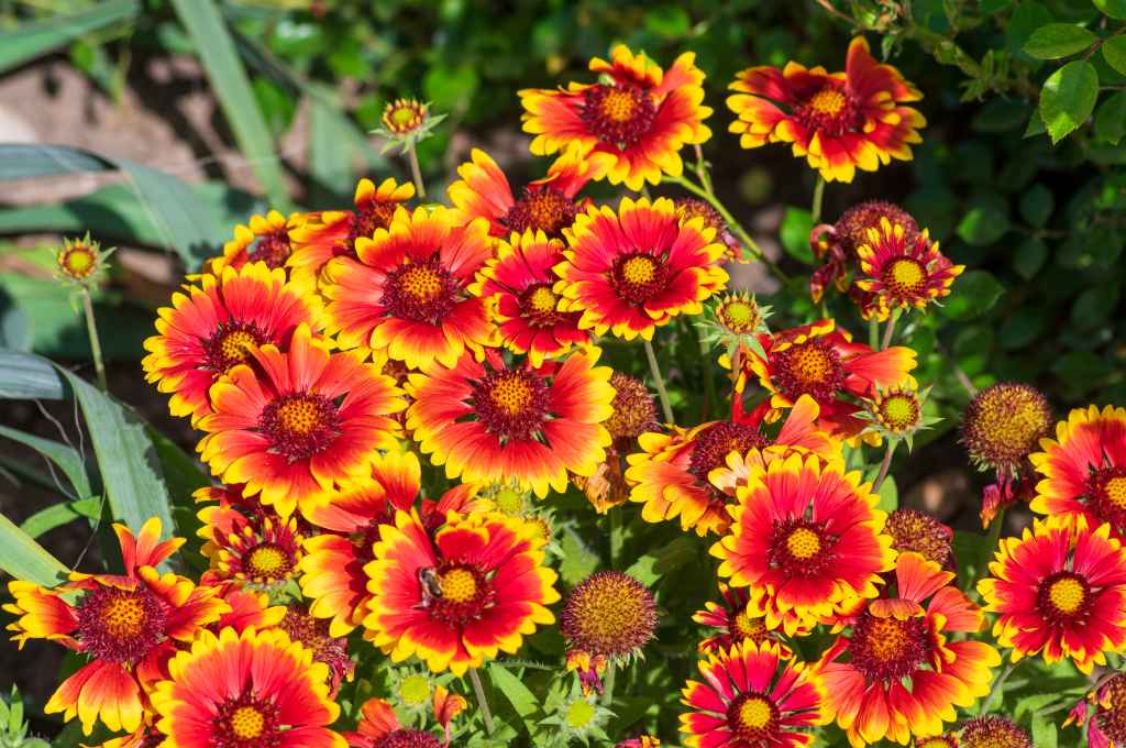 Gaillardia,Aristata,Red,Yellow,Flower,In,Bloom,,Common,Blanketflower,Flowering