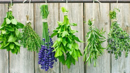 Various fresh herbs hanging in bundle on a rod to dry