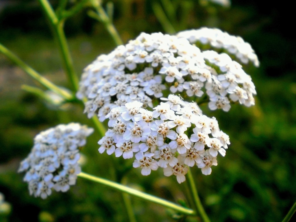 Common,Yarrow,Achillea,Millefolium,White,Flowers,Close,Up,,Floral,Background