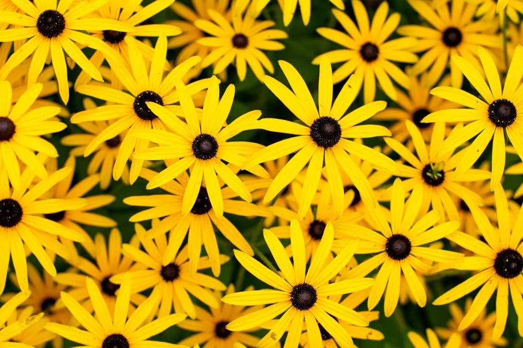 Rudbeckia,Plants,,The,Asteraceae,Yellow,And,Brown,Flowers,,Common,Names