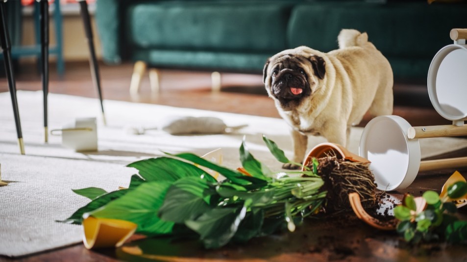 Pug Dog Overturns Potted Flower, eats the dirt, Makes a Mess in Whole Apartment.