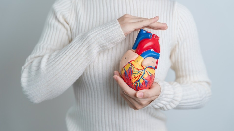 Woman holding model of human heart