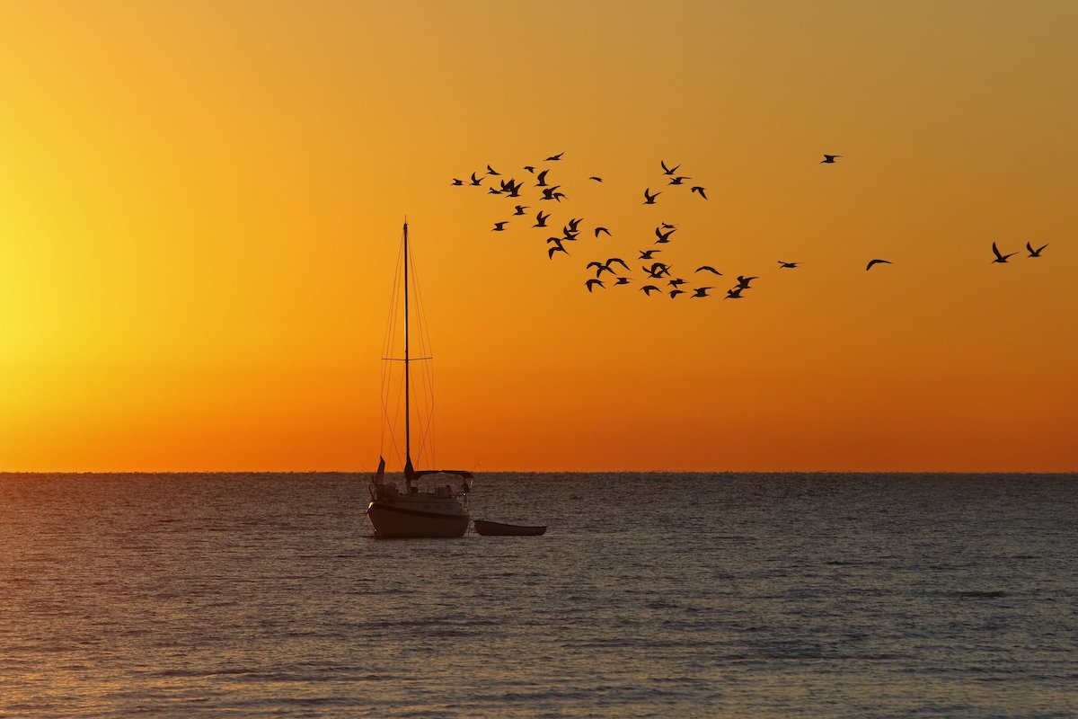 Flock of Seabirds Flying Past a Sailboat at Sunrise - Cedar Key, Florida