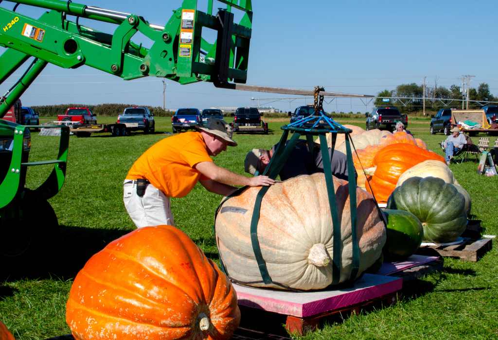 August,25,,2016,Indiana,Usa;workers,Prepare,A,Giant,Pumpkin,For