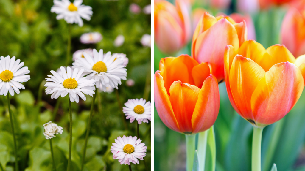 daisy and tulip--april birth month flowers
