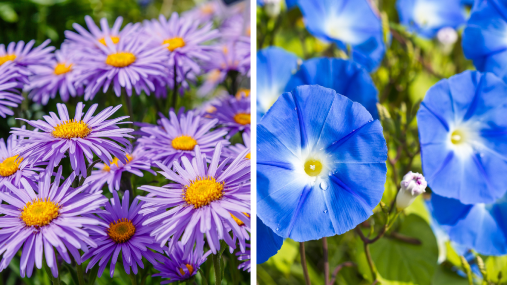 aster and morning glory--september birth month flowers