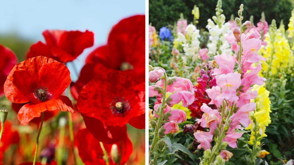 poppy and gladiolus--august birth month flowers