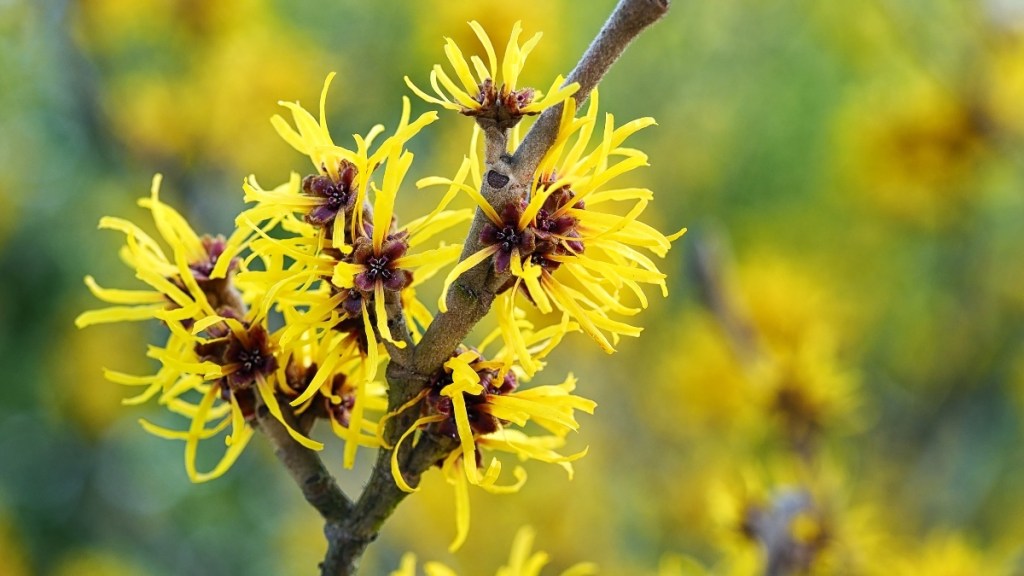 Yellow flowers of a witch hazel plant