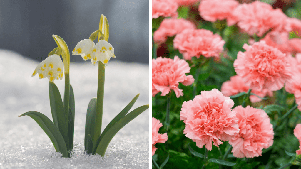 snowdrop and carnation--january birth month flowers
