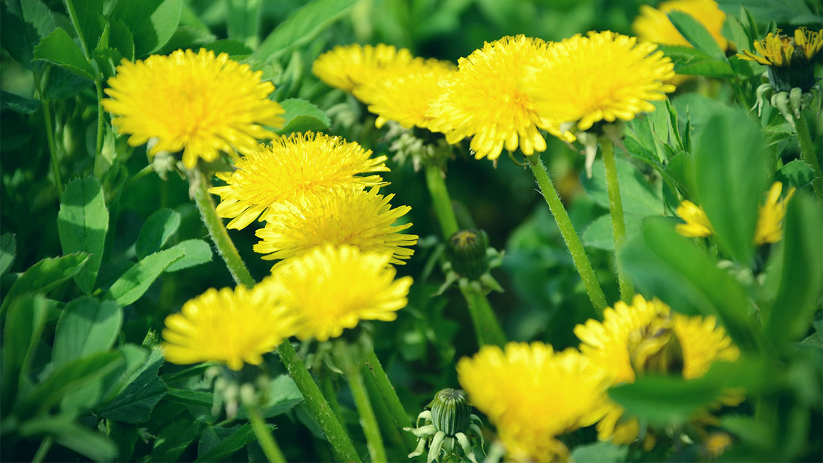 How Foraging Can Make You Healthier - Woman's World - Vimarsana News