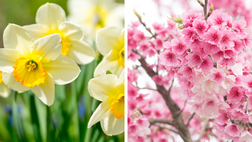 daffodil and sakura--march birth month flowers