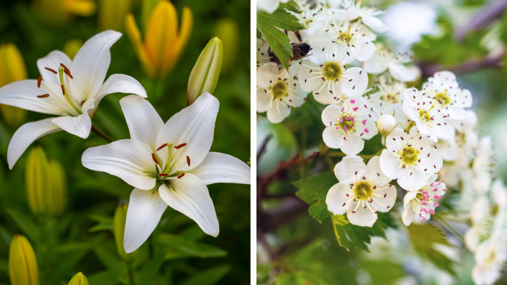 lily and hawthorn--may birth month flowers