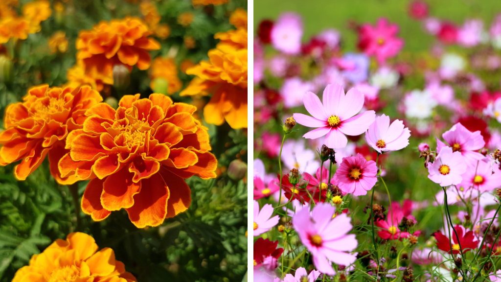 marigold and cosmo--october birth month flowers