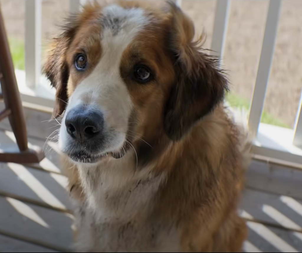 a dogs purpose