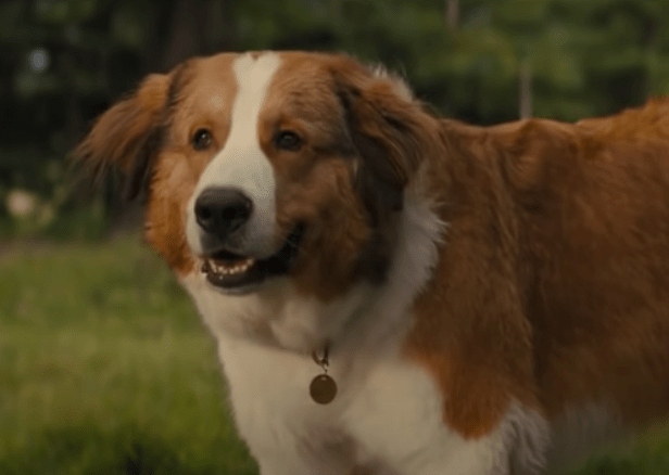 a dogs journey