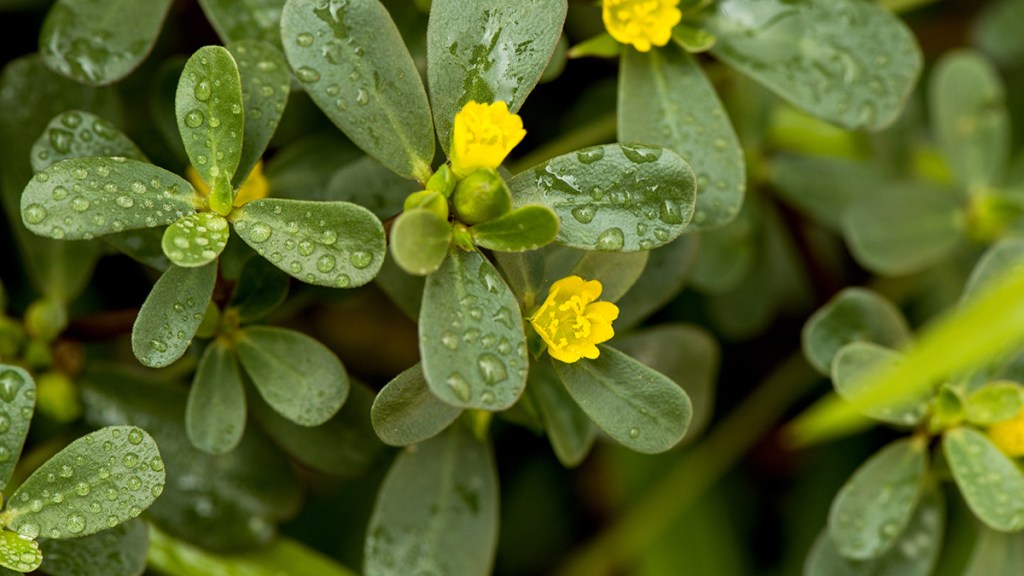 Purslane yellow flower