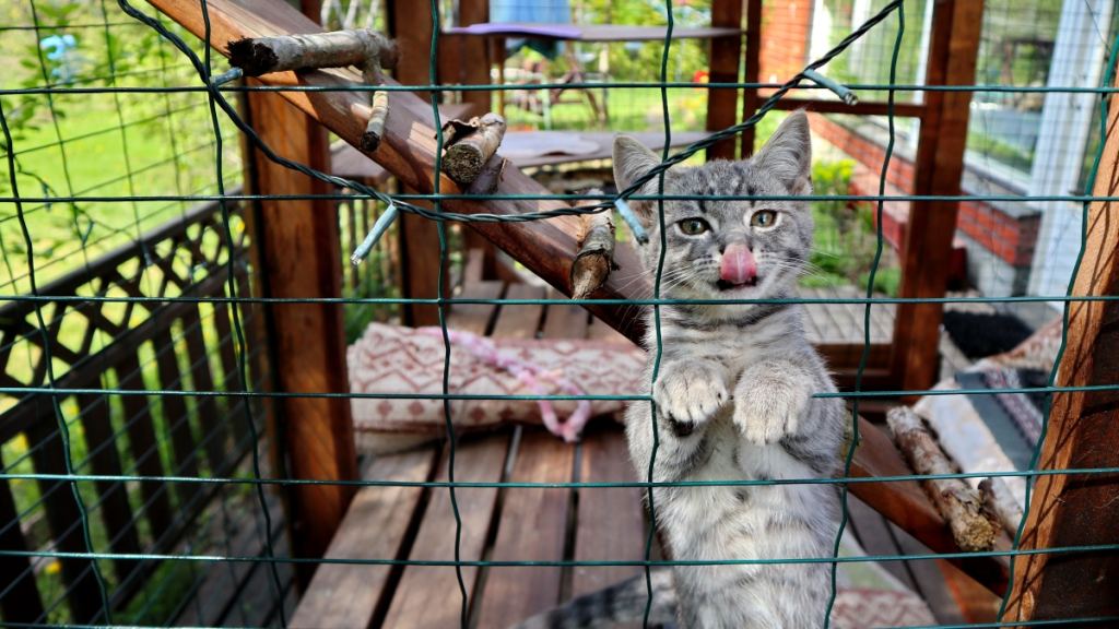 Kitten's first day in cat patio, outdoor catio. Catios are secure outdoor enclosures for your cat to enjoy outdoor lifestyle.